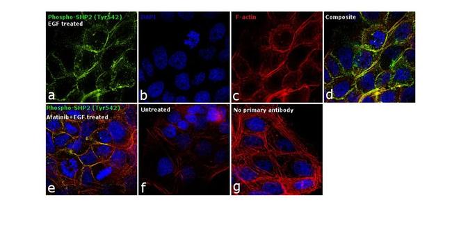 Phospho-SHP2 (Tyr542) Antibody