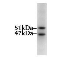 GSK3 Alpha/beta Monoclonal Antibody (21A) (44-610)