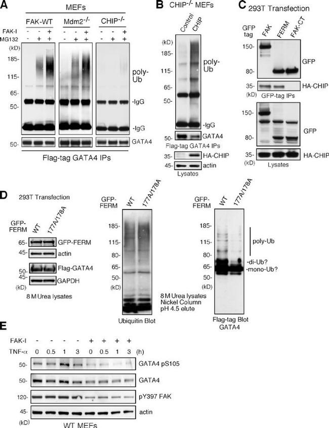 Phospho-FAK (Tyr397) Antibody in Western Blot (WB)