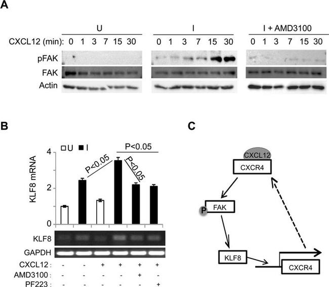 Phospho-FAK (Tyr397) Antibody in Western Blot (WB)