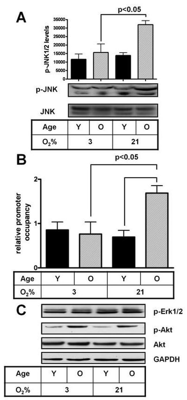 Phospho-JNK1/JNK2 (Thr183, Tyr185) Antibody in Western Blot (WB)