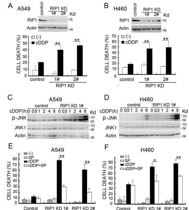 Phospho-JNK1/JNK2 (Thr183, Tyr185) Antibody in Western Blot (WB)