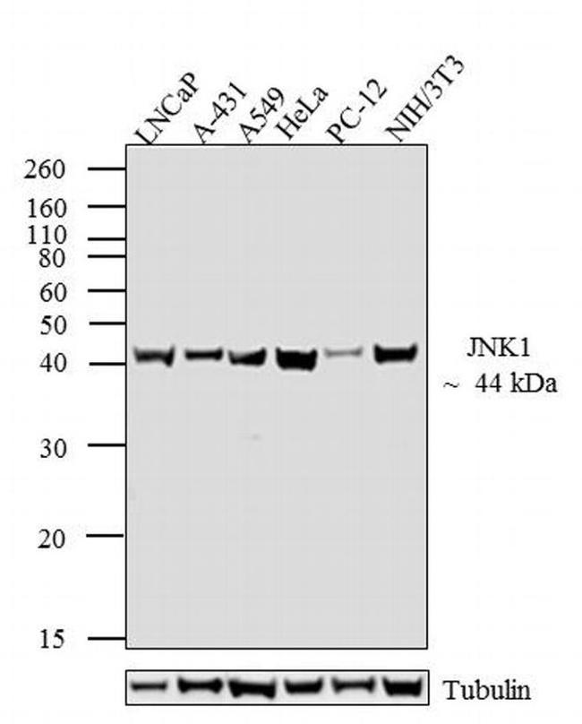 JNK1 Antibody in Western Blot (WB)
