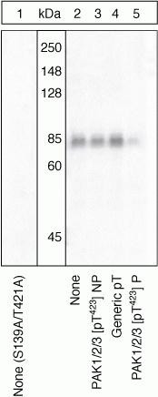 Phospho-PAK1/2/3 (Thr423) Antibody in Western Blot (WB)