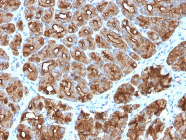 MUC1/CA15-3/EMA/CD227 Antibody in Immunohistochemistry (Paraffin) (IHC (P))