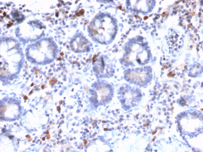 MUC3 (Mucin 3) Antibody in Immunohistochemistry (Paraffin) (IHC (P))