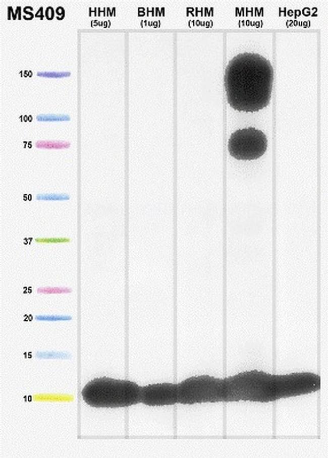 COX5A Antibody in Western Blot (WB)