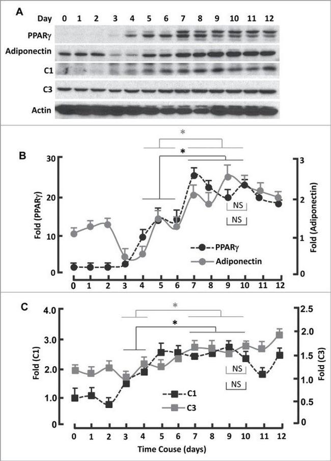 PPAR gamma Antibody in Western Blot (WB)