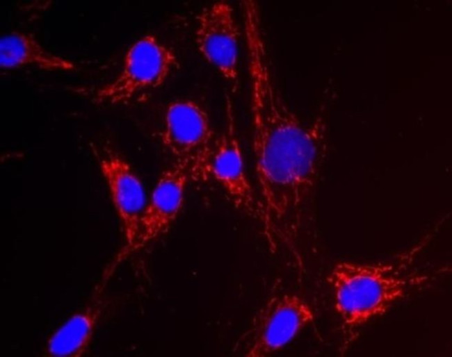 NNT Antibody in Immunocytochemistry (ICC/IF)