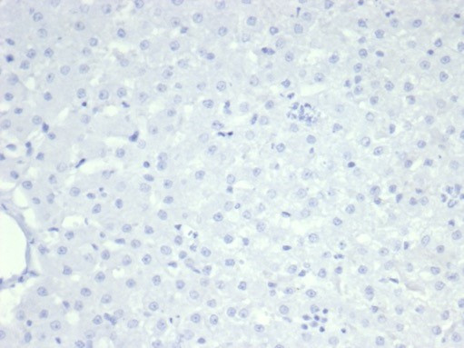 Nucleolin (Marker of Human Cells) Antibody in Immunohistochemistry (Paraffin) (IHC (P))