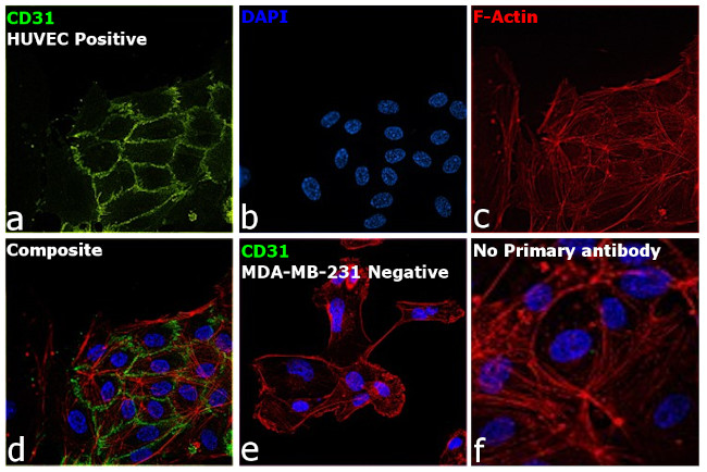 CD31 (PECAM-1) Antibody in Immunocytochemistry (ICC/IF)