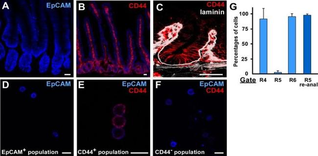 CD326 (EpCAM) Antibody in Immunohistochemistry (IHC)