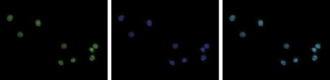 H3K4me3 Antibody in Immunocytochemistry (ICC/IF)