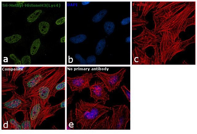 H3K4me3 Antibody in Immunocytochemistry (ICC/IF)