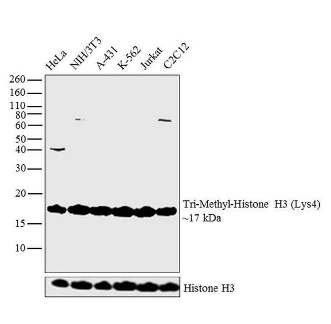 H3K4me3 Antibody in Western Blot (WB)