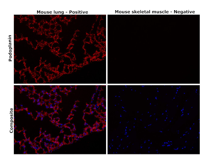 Podoplanin Antibody in Immunohistochemistry (Paraffin) (IHC (P))