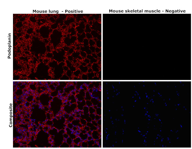 Podoplanin Antibody in Immunohistochemistry (Paraffin) (IHC (P))