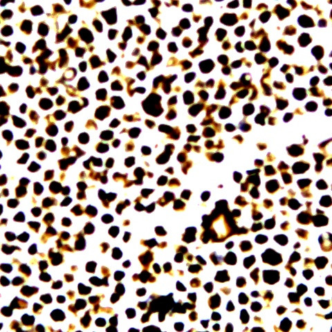 Phospho-JunD (Ser255) Antibody in Immunocytochemistry (ICC/IF)