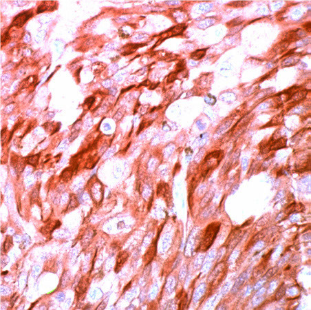 S100 Antibody in Immunohistochemistry (PFA fixed) (IHC (PFA))