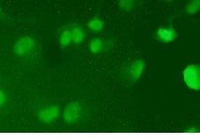 Biotin Antibody in Immunohistochemistry (Paraffin) (IHC (P))