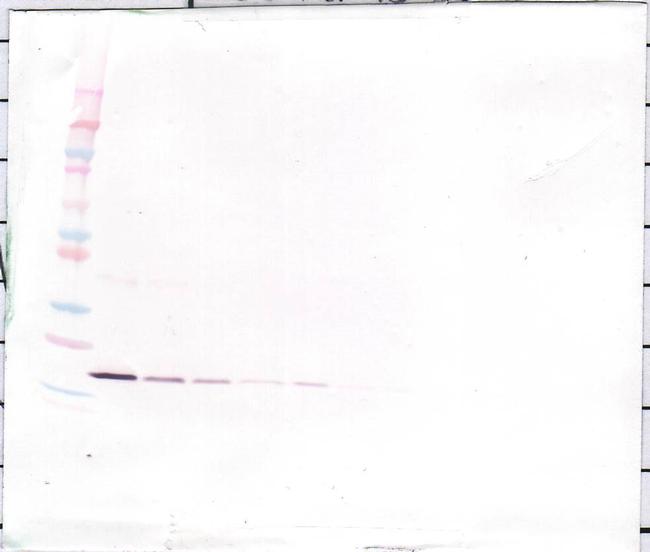 IL-1 beta Antibody in Western Blot (WB)