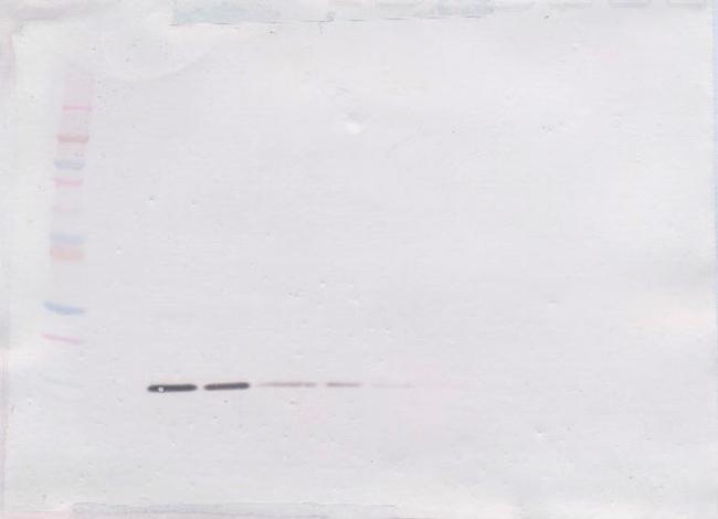 IL-2 Antibody in Western Blot (WB)