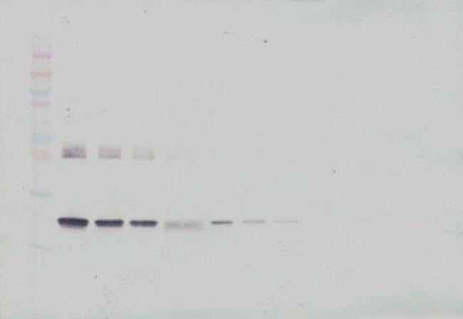 IL-6 Antibody in Western Blot (WB)