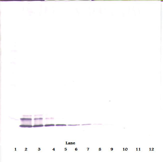 PPBP Antibody in Western Blot (WB)