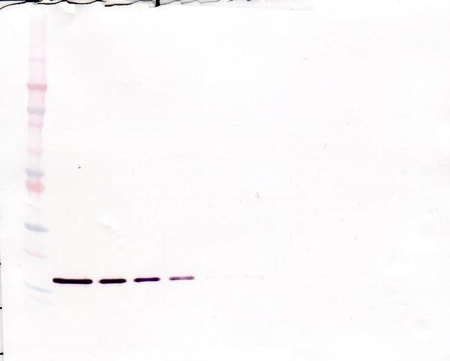 G-CSF Antibody in Western Blot (WB)