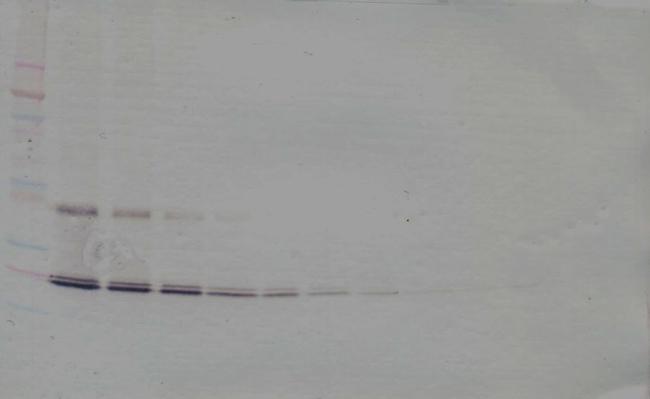 IL-11 Antibody in Western Blot (WB)