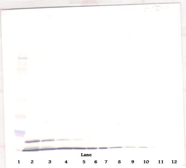 CXCL2 Antibody in Western Blot (WB)