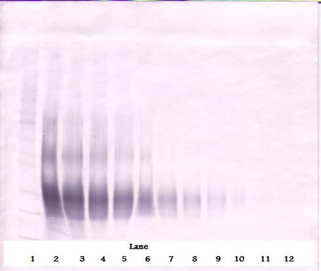 CD178 (soluble) Antibody in Western Blot (WB)