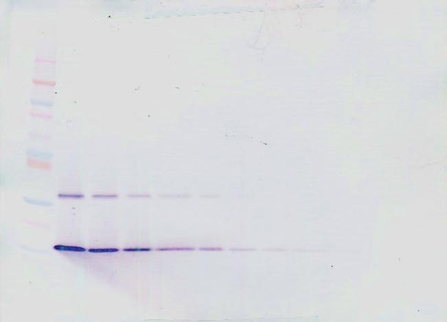 IL-21 Antibody in Western Blot (WB)