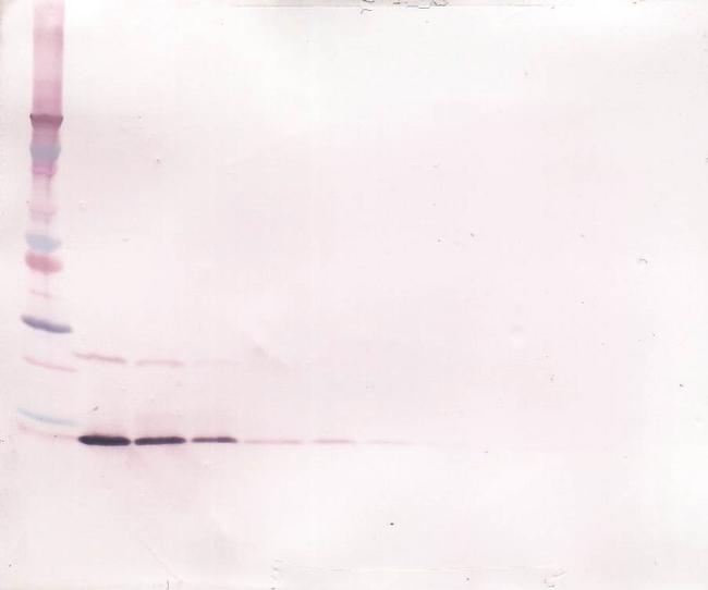 IL-13 Antibody in Western Blot (WB)