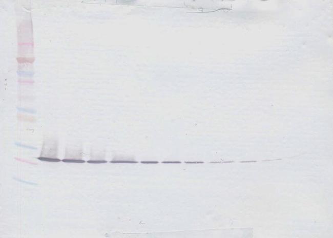 CRP Antibody in Western Blot (WB)