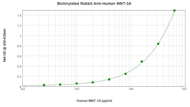 WNT3A Antibody in ELISA (ELISA)