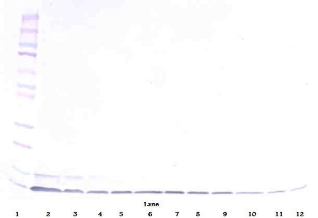 beta-Defensin 1 Antibody in Western Blot (WB)