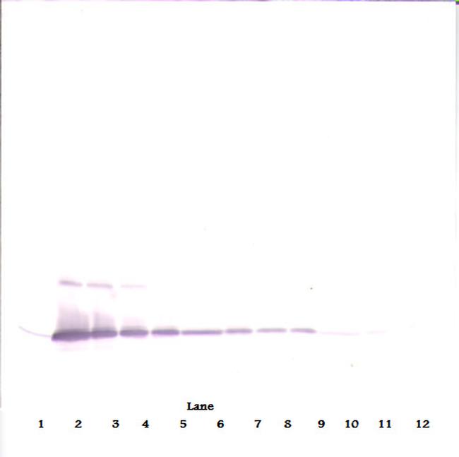 IL-17A Antibody in Western Blot (WB)