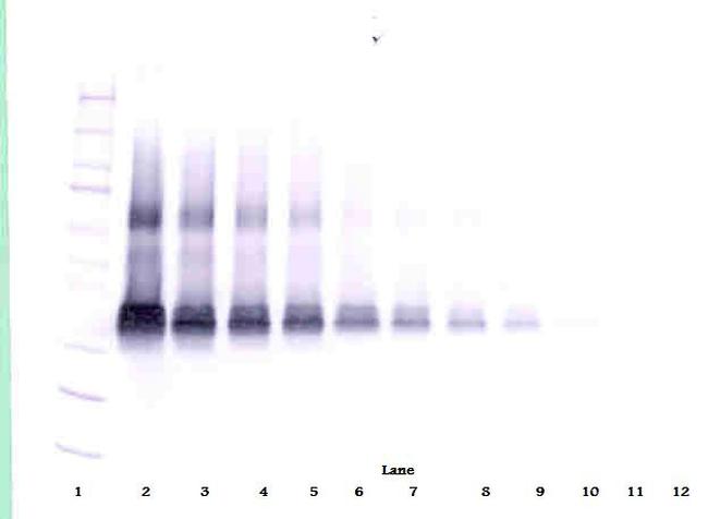 VEGF-165 Antibody in Western Blot (WB)