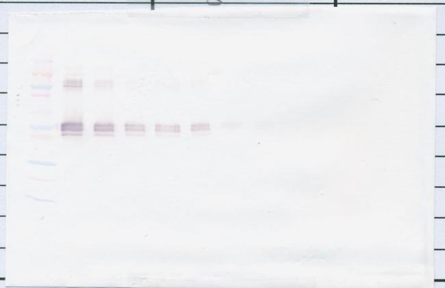 CD14 (soluble) Antibody in Western Blot (WB)