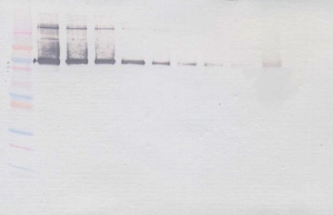 VAP-1 Antibody in Western Blot (WB)