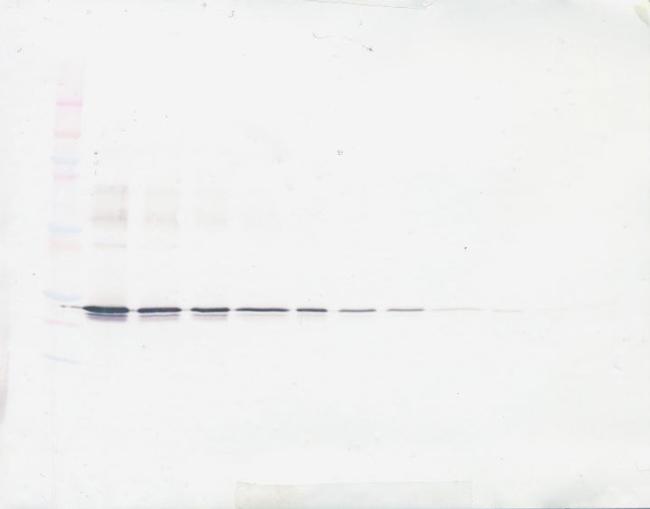 ApoA1 Antibody in Western Blot (WB)