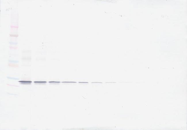 ApoA1 Antibody in Western Blot (WB)