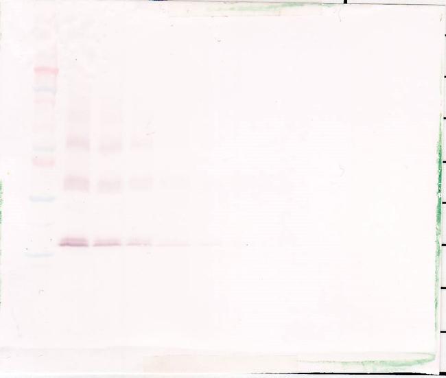 Thrombopoietin Antibody in Western Blot (WB)