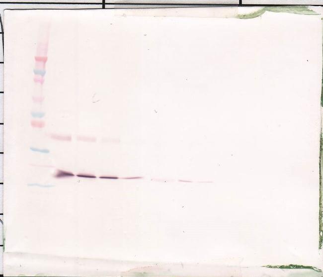 Thrombopoietin Antibody in Western Blot (WB)