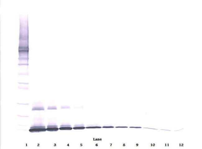 IL-7 Antibody in Western Blot (WB)