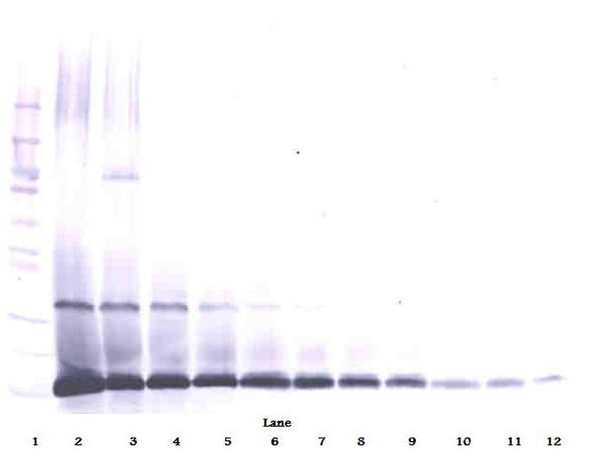 IL-7 Antibody in Western Blot (WB)