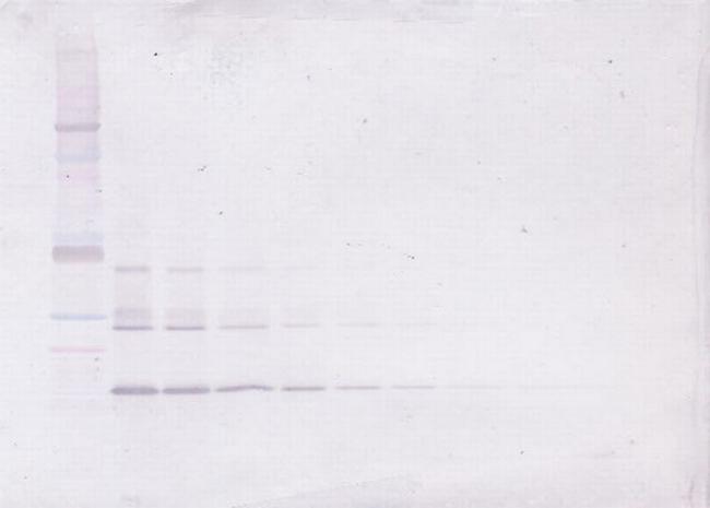 NTF4 Antibody in Western Blot (WB)