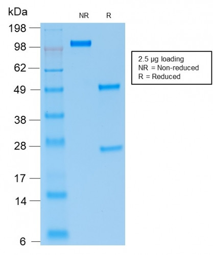 PAX5/BSAP (Early B-Cell Marker) Antibody in SDS-PAGE (SDS-PAGE)