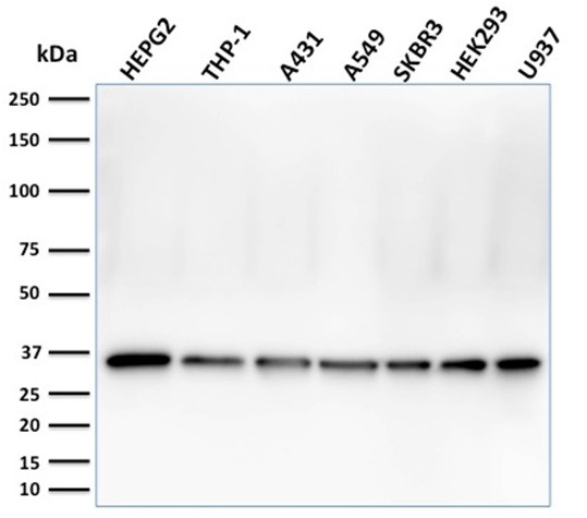PCNA (Proliferating Cell Nuclear Antigen) (G1- and S-phase Marker) Antibody in Western Blot (WB)